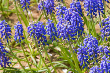 ラベンダーに似たブルーの花