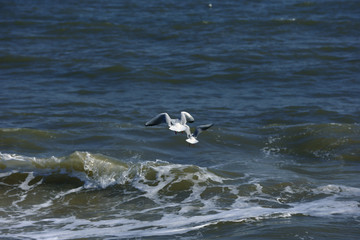 The waves of the sea