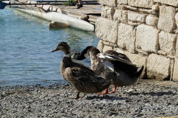 Ducks couple at the beach
