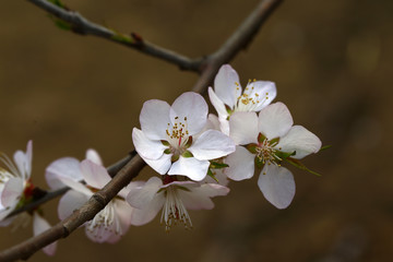 Fototapeta premium Apricot flowers blooming