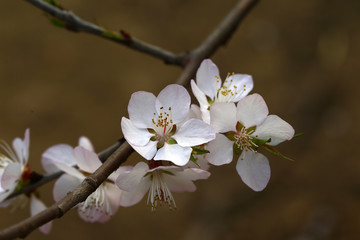 Apricot flowers blooming