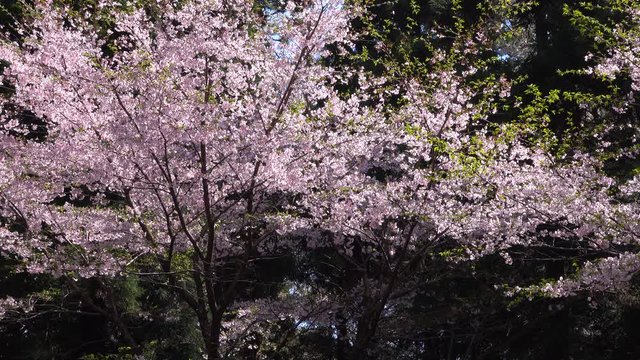 Cherry blossoms in full bloom	