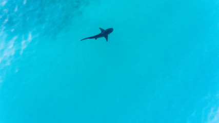 Obraz na płótnie Canvas Aerial shots of a bull shark, cabo pulmo national park, Mexico