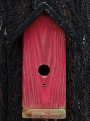Red Birdhouse on a Pine tree.
