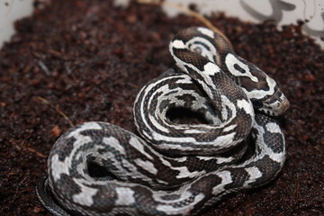portrait of a beautiful corn snake