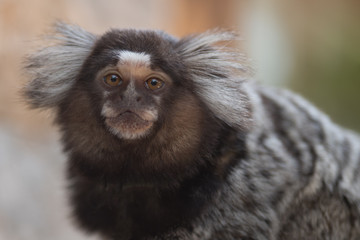 コモンマーモセット、小さな猿の仲間のアップ