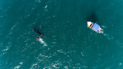 Obraz premium People snorkeling with a whale shark