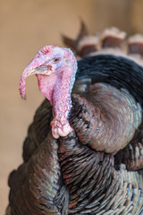 七面鳥のアップ、羽の光沢とユーモラスな顔形