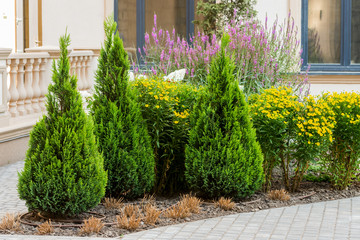 bushes and flowers in landscape design of paths in the yard