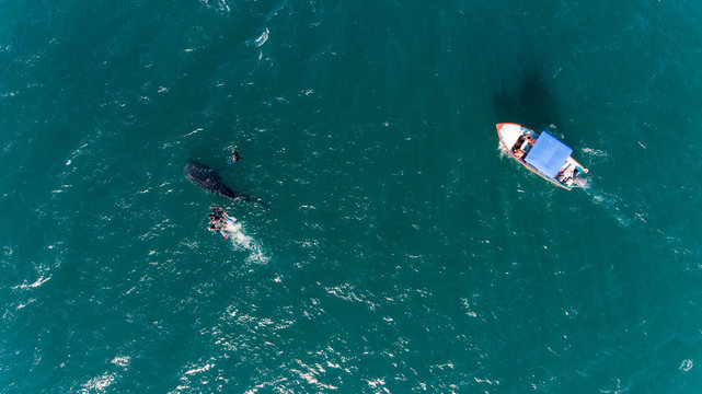 People snorkeling with a whale shark