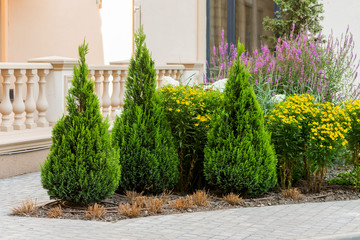 Decorative trees and bushes in the design of the flowerbeds of the landscape in the city