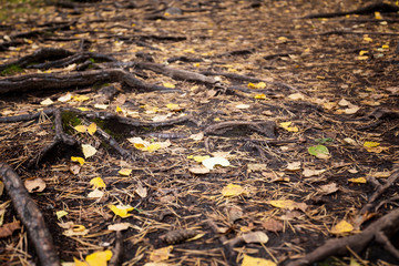 the roots of a tree on the earth's surface