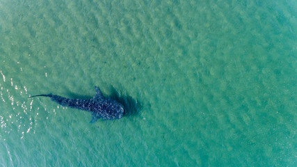 Whale Shark (rhincodon typus), the biggest fish in the ocean, a huge gentle plankton filterer...