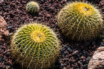 A group of three Golden Barrel cactus plants in a rock garden.