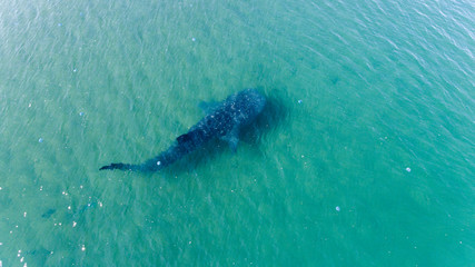 Fototapeta premium Whale Shark (rhincodon typus), the biggest fish in the ocean, a huge gentle plankton filterer giant, swimming near the surface. La Paz Baja California sur, Mexico.