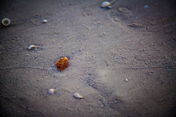 Single Shell on Beach