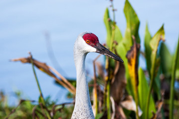 Profile of a Florida sand hill crane