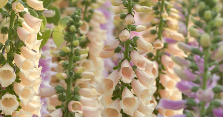 Foxglove flowers in garden © leungchopan