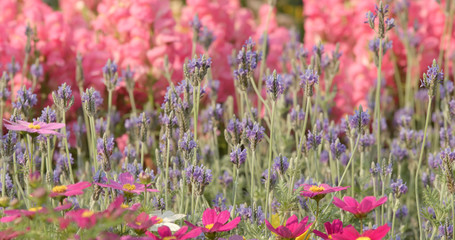 Fototapeta premium lavender and cosmos flower park