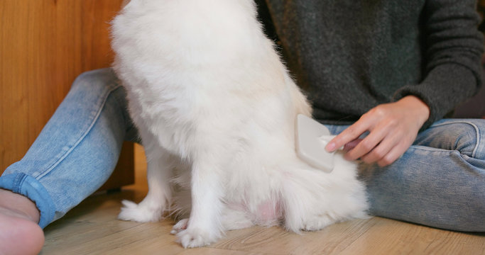 Pet owner brushing her pomeranian dog at home