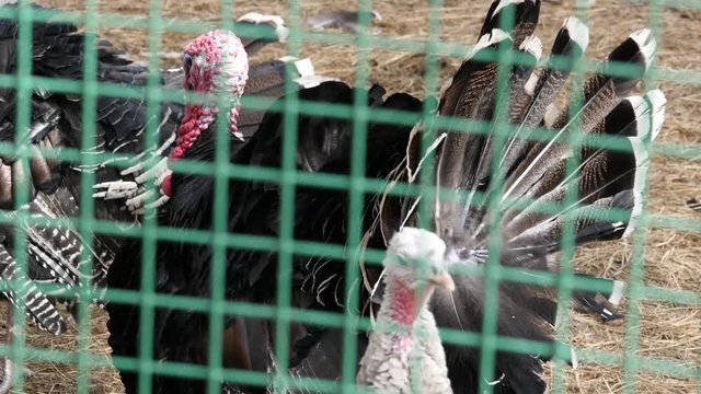 black turkey in aviary behind the green fence. farm animals in a zoo. spring day. slow motion