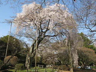 Papier Peint photo Fleur de cerisier 野田市の清水公園に咲くシダレザクラ