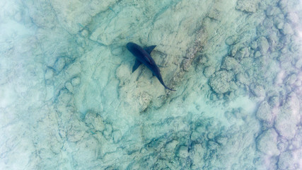 Fototapeta premium Aerial shots of a bull shark, cabo pulmo national park, Mexico