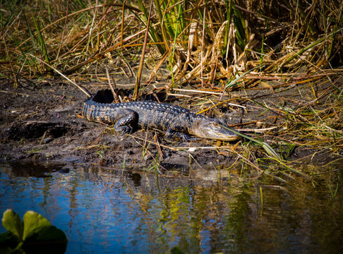 Teenage Alligator In The Mud