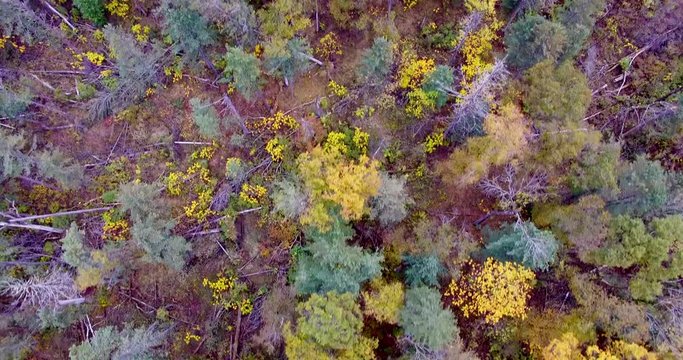 Aerial View. Flying over the beautiful sunny forest trees of the Bikin National Park, the place where the indigenous population of the Primorye Territory lives is Udege. Aerial camera shot. 
