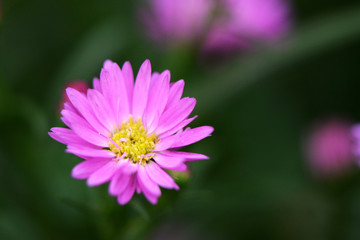 Pink chryssan