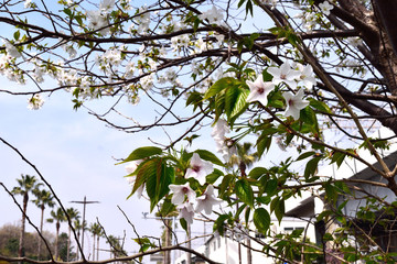 葛西臨海公園傍 大島桜