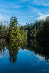 Fototapeta na wymiar Tree reflecting in calm water of quiet peaceful lake in front of snow covered mountains in forest