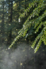 Fresh leaves with morning dew at sunrise in foggy forest