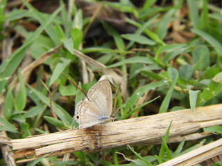 Pseudothecla Nabokov butterfly
