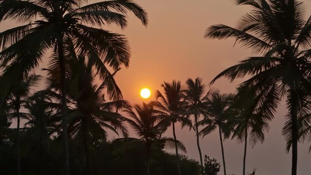 Beautiful sunset sun setting behind palm trees , Timelapse