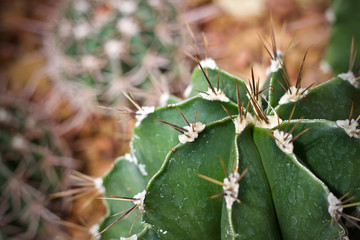 Cactus leaf plant green nature 