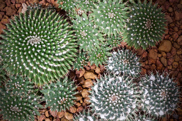 Cactus leaf plant green nature 