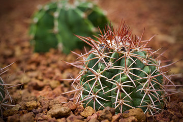 Naklejka na ściany i meble Cactus leaf plant green nature 