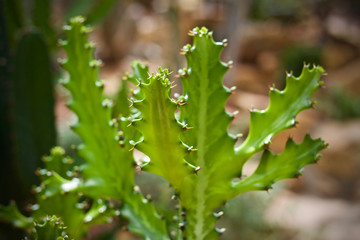 Cactus leaf plant green nature 