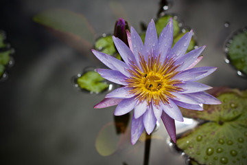Lotus flower blossom beauty nature 