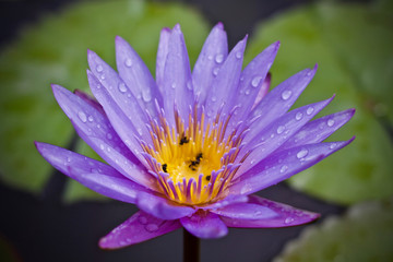 Lotus flower blossom beauty nature 