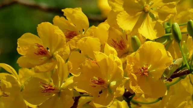 Apricot blossom (Ochna Integerrima), Yellow apricot flowers bloom in the New Year's Day traditional Tet in Vietnam