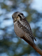 Northern hawk-owl (Surnia ulula)