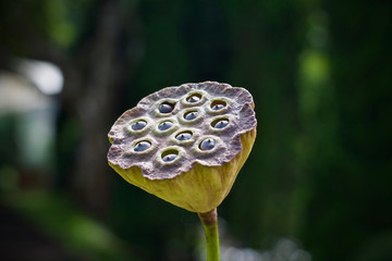 Lotus flower blossom beauty nature 