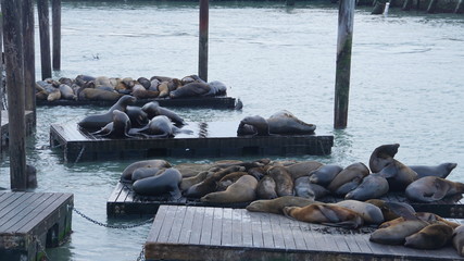 Seals resting on pier 39 n san fransisco, california, usa.