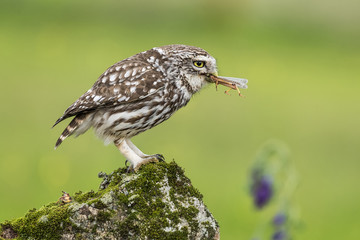 little owl athene noctua