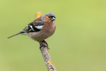 Fringilla coelebs common chaffinch