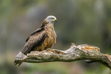 Milvus migrans black kite