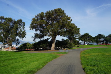 A tree in a park. San Fransisco.