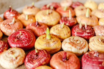 large gladiolus bulbs